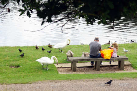 Father and daughter feeding the birds lakesideの写真素材