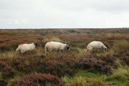 Three sheep feeding on a fieldの写真素材