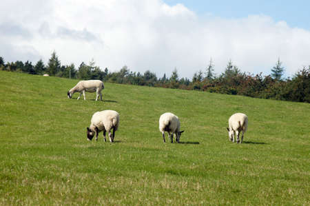 Sheep herd are feeding on grasslandの写真素材