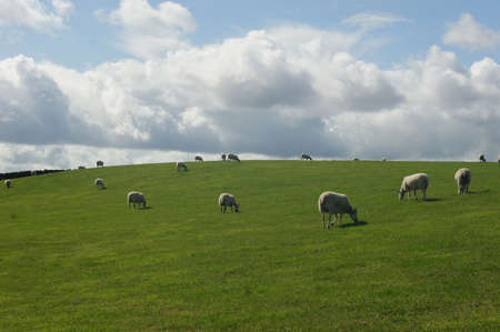 Sheep herd are feeding on grasslandの写真素材