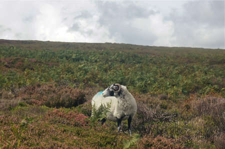 Single ram alone on field looking backの写真素材