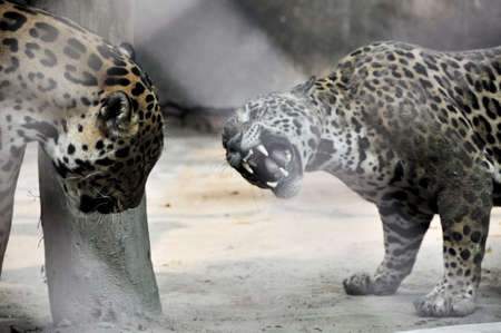Two Amur leopards yawning in india