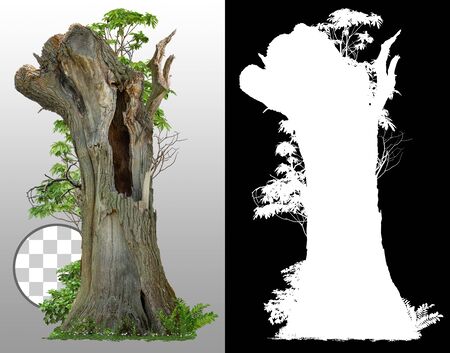 Cut out hollow tree. Old tree trunk surrounded by green foliage. Dead tree stump isolated on white background via an alpha channel. High quality clipping mask for professional composition.の写真素材