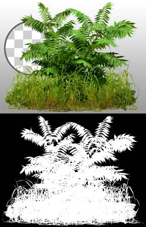 Cut out green plants. Mix of grass and wild plants isolated on a transparent background through an alpha channel. Green foliage. High quality clipping mask for professional composition.の写真素材