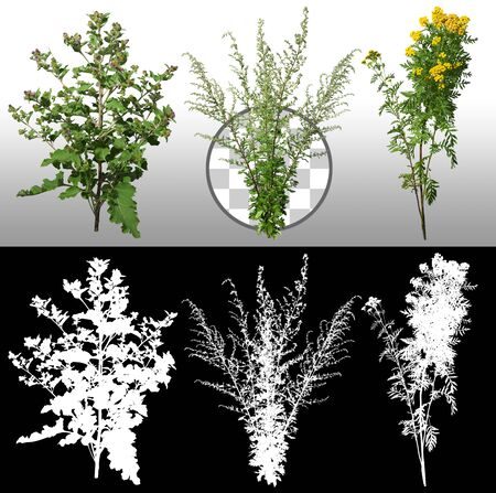 Cut out wild plants. Mix of grass and wildflowers. Bush isolated on transparent background via an alpha channel. High quality clipping mask for professional composition.の写真素材