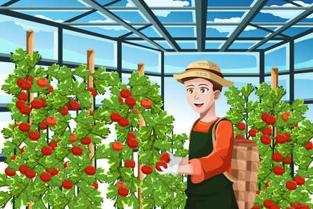 A vector illustration of  a happy farmer harvesting tomatoes in a greenhouseのイラスト素材