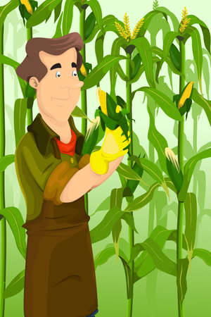 A vector illustration of happy farmer harvesting corns in a fieldのイラスト素材