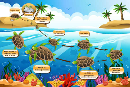 A vector illustration of life cycle of the sea turtleのイラスト素材
