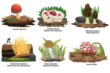 A vector illustration of different types of mushroomのイラスト素材