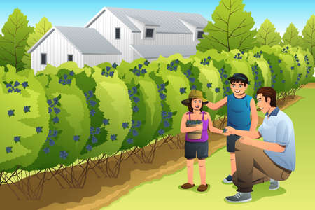 A vector illustration happy kids harvesting blueberry together with their fatherのイラスト素材