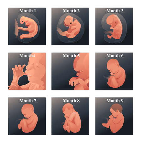 A vector illustration of baby in womb seriesのイラスト素材