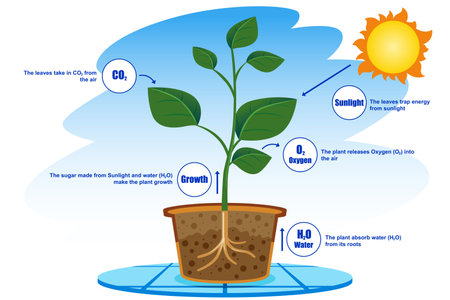 A vector illustration of Photosynthesis Process Infographicsのイラスト素材