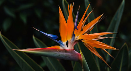 Bird of Paradise flower, Strelitzia reginae.の素材