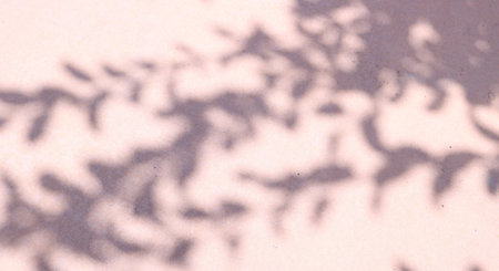 Shadow of leaves on a white wall. Abstract background for design.の素材