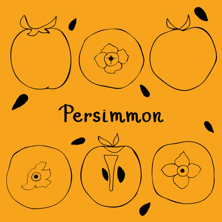 Figure silhouette of persimmon. View from above, whole persimmon, cut persimmon. Tropical fruits.のイラスト素材