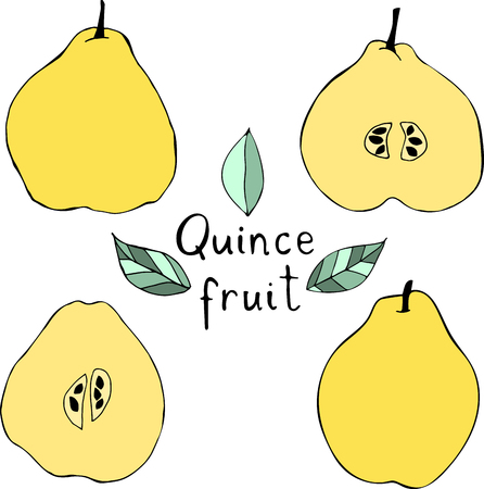 Vector illustration of apple quince. Hand drawn tropical fruits.のイラスト素材