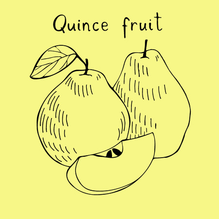 Handr drawn art of apple quince. Doodle sketch of tropical fruit.のイラスト素材
