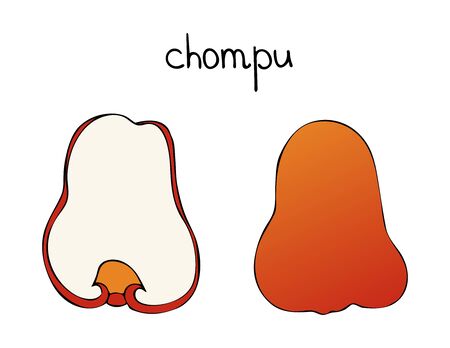 Vector drawing of chompu, philippine rose apple. Sketch of tropical food. のイラスト素材
