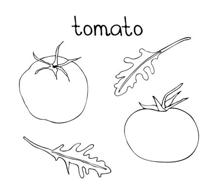 Vector hand drawn illustration with doodle tomato and rucola. Black linear art of vegetarian food. のイラスト素材