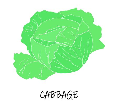 Vector illstration of cabbage. Green silhouette.  Art can be used for packaging design element; menu design. のイラスト素材