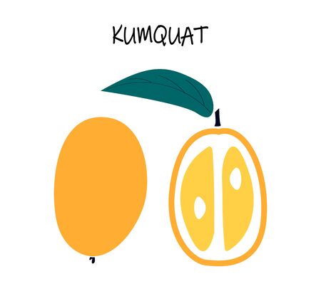 Vector illustration of kumquat - exotic citrus fruit. Summer vegaan food.のイラスト素材