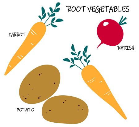 Vector collection of root-crop vegetables - carrot; potato; radish. Seasonal food. Art can be used for packaging design element; menu design. のイラスト素材