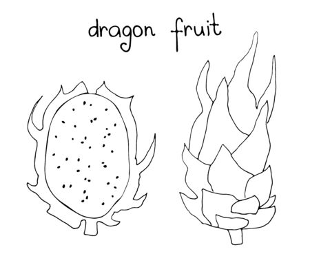 Vector hand drawn art of tropical dragon fruit. Summer print in doodle style.のイラスト素材