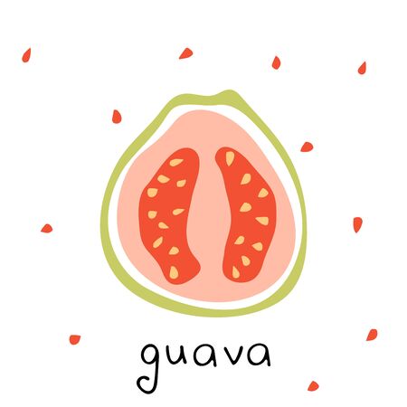 Vector isolated drawing of  guava. Tropical fruit in modern simple style.のイラスト素材