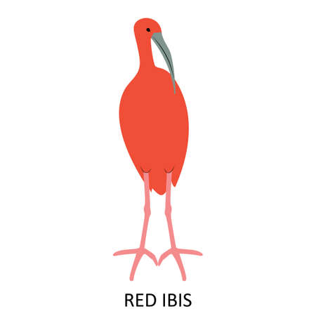 Illustration with red ibis- bird of South Americaのイラスト素材