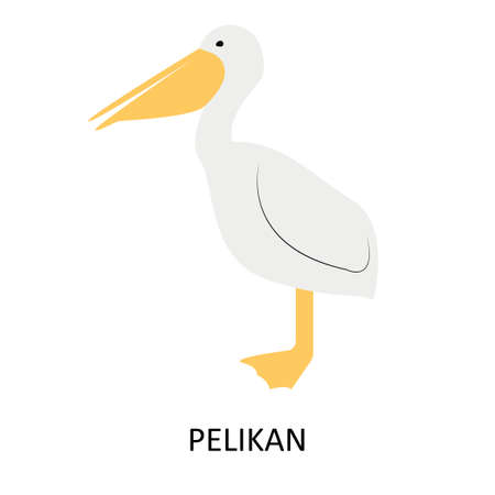 Illustration with pelican. Cute cartoon characterのイラスト素材