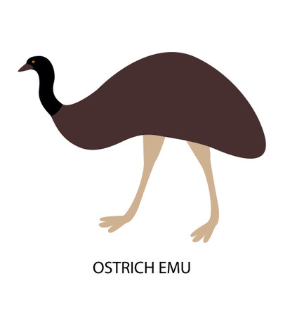Illustration with australian bird - ostrich Emu. Cute cartoon characterのイラスト素材