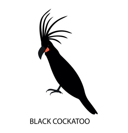 Illustration with australian bird - black cockatoo. Cute cartoon characterのイラスト素材