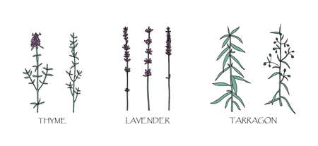 Vector illustration. Herbal spice drawing - thyme, tarragon, lavender.のイラスト素材