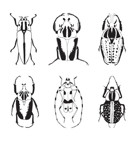 Vector illustration. Drawing of bugs.のイラスト素材