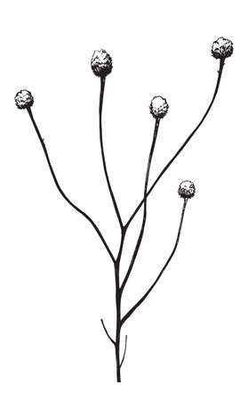 Vector illustration with wildflower. Doodle sketch.のイラスト素材
