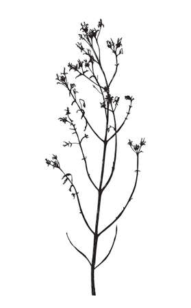 Vector illustration with wildflower. Doodle sketch.のイラスト素材
