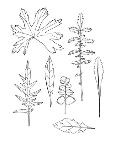 Vector illustration with leaves. Doodle sketch.のイラスト素材