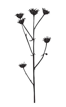 Vector illustration with wildflower. Doodle sketch.のイラスト素材
