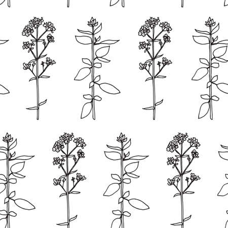 Seamless pattern. Vector illustration with oregano branch.のイラスト素材