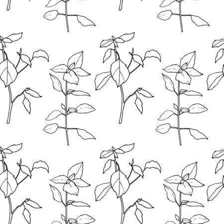 Seamless pattern. Vector illustration with basil.のイラスト素材