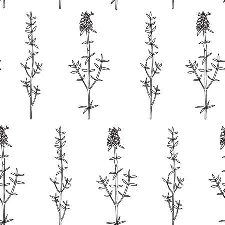 Seamless pattern. Vector illustration with thyme branch.のイラスト素材