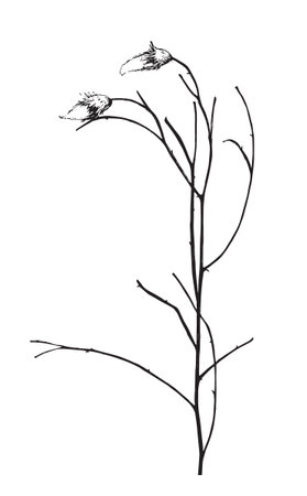 Vector illustration with wildflower. Doodle sketch.のイラスト素材