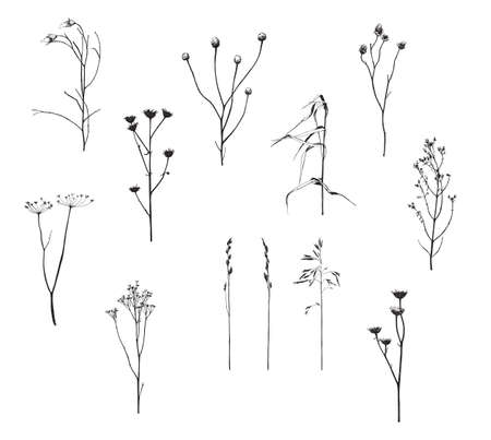Vector illustration with wildflower. Doodle sketch.のイラスト素材