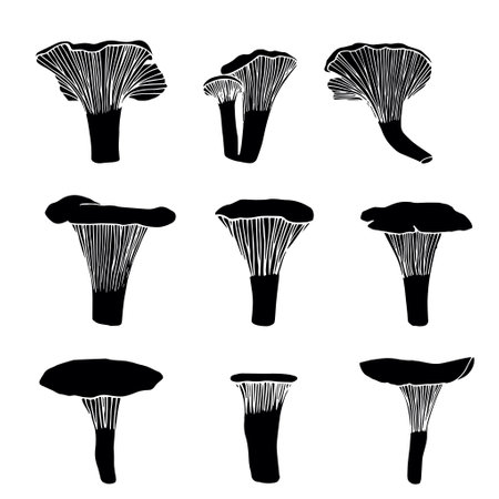 Vector illustration. Doodle drawing of mushrooms - chanterelles.の写真素材