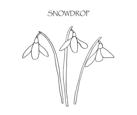 Vector illustration with linear drawing of snowdrop.のイラスト素材