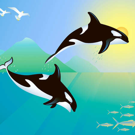Killer whales hunting a fish group