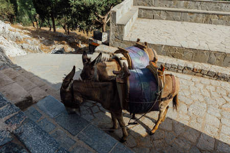 Pair of Donkeys Tourist Transportationの写真素材
