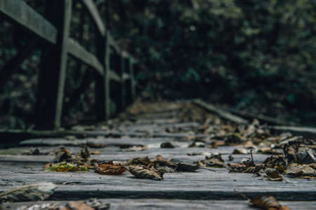 Autumn Leaves on the Old Wood Bridge in the Forestの写真素材