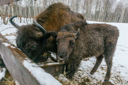 Feeding of European Bisons in National Parkの写真素材