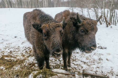 Feeding of European Bisons in National Parkの写真素材
